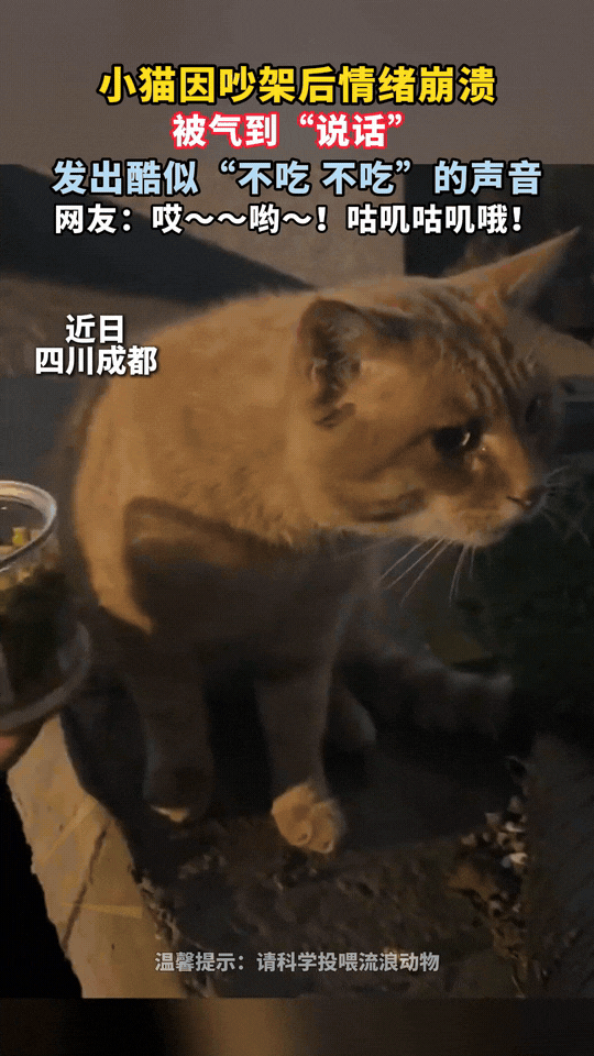 “这只小猫竟然火到央媒了！”四川成都，一博主碰见两只猫吵架，小花猫跑了后，剩下一