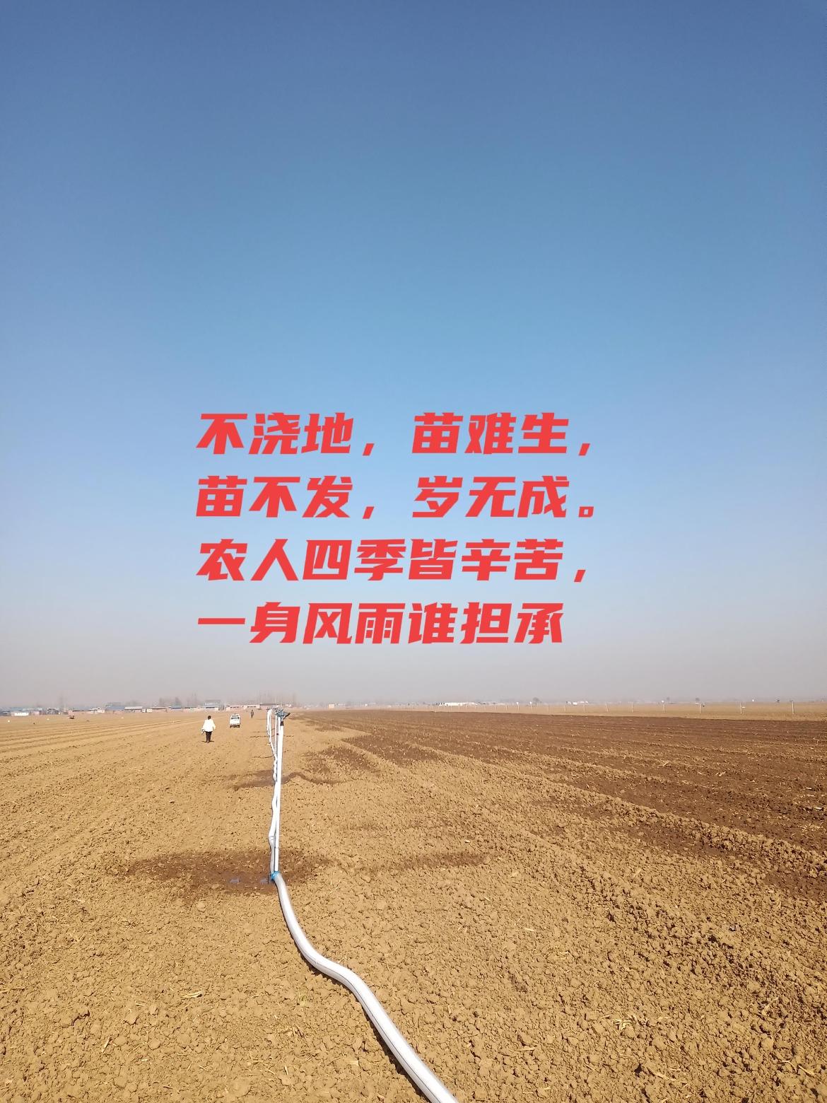 今年种麦太难了！秋涝拖到现在才种，还好有喷灌救大命😭家人们谁懂啊！今年秋