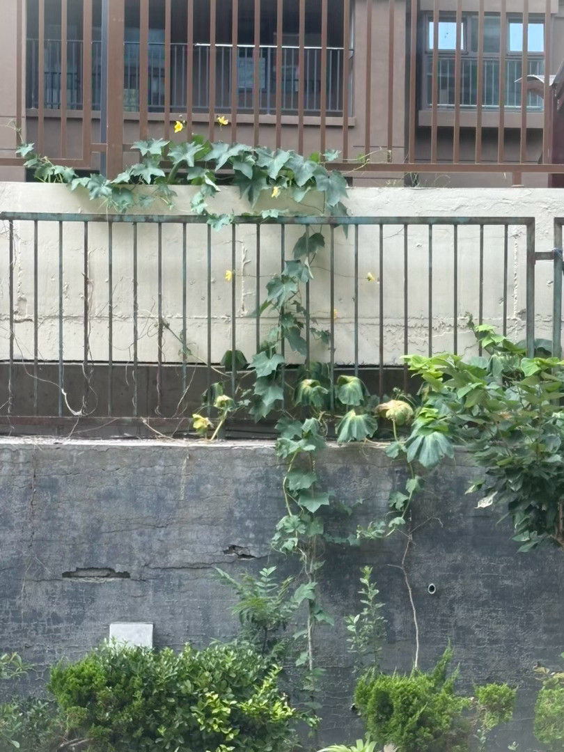 春天在南墙根种了两棵丝瓜，活了一棵。这段时间天天在厨房攒一桶水浇它，结了个丝瓜，