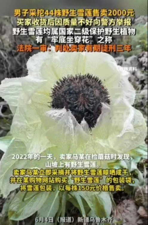 “白嫖成功了？”新疆乌鲁木齐，一男子采挖44株野生雪莲，带回家后晾晒成干，以每