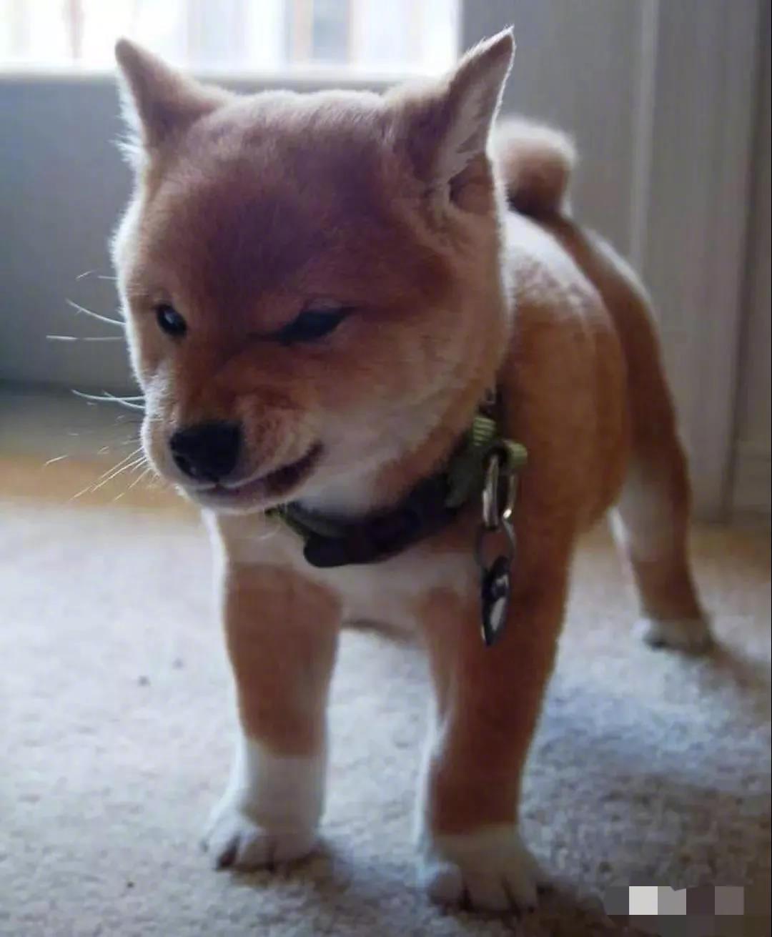 据专家说狗狗没有思想，没有文化思维，所以狗狗不会哭，事实证明，这是错的！网友分享