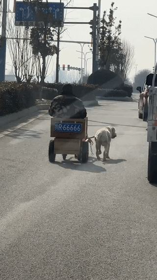 这大爷的车牌到底是真的？假的？真有这样的车牌吗？