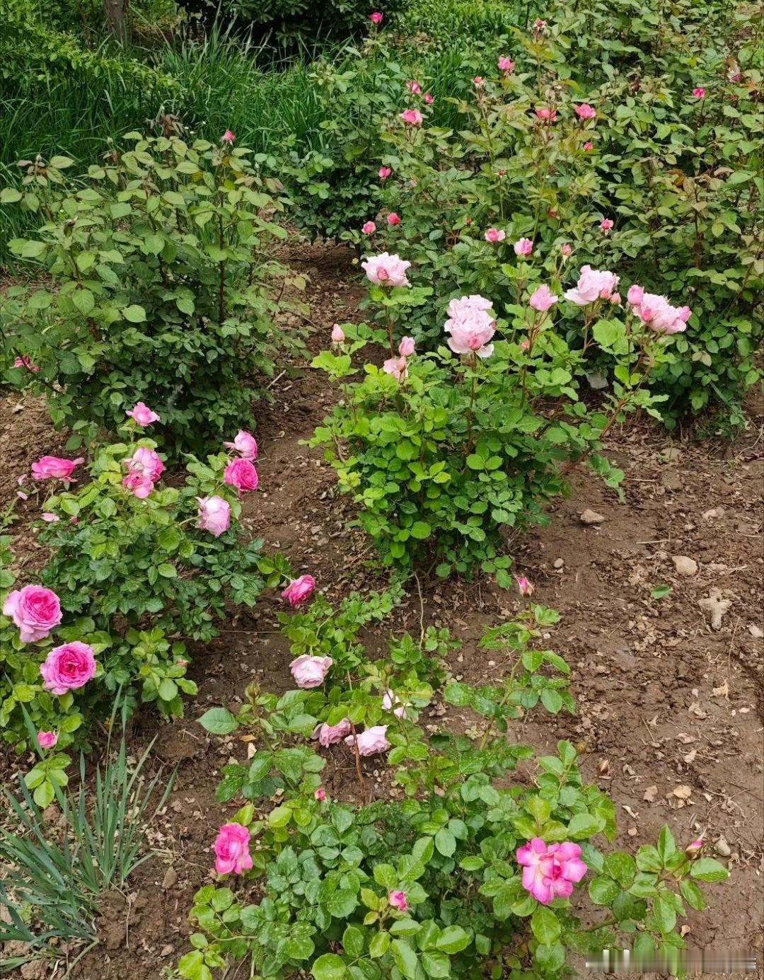 月季这种植物是真烦人养在后院花盆里给水给肥还打药半死不活的不想要了扔小区绿地里