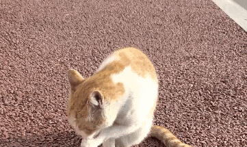 小猫不洗头为什么脑袋不臭猫咪的汗腺不像人类那样分布在全身（主要在爪垫），它们的