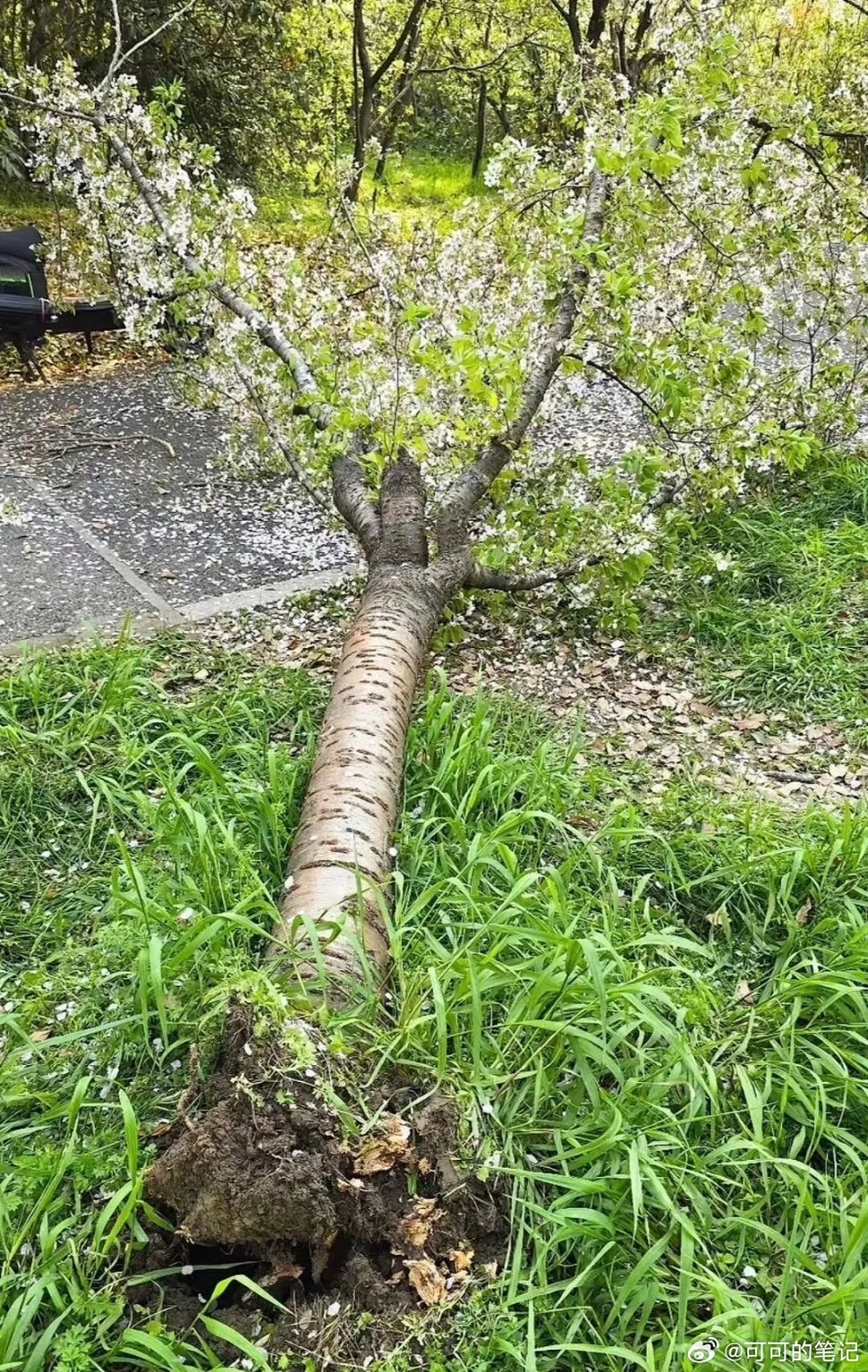 “这真是不堪重‘妇’！”“自己什么吨位没点数么？”“原本是以为是压断了树枝，结果