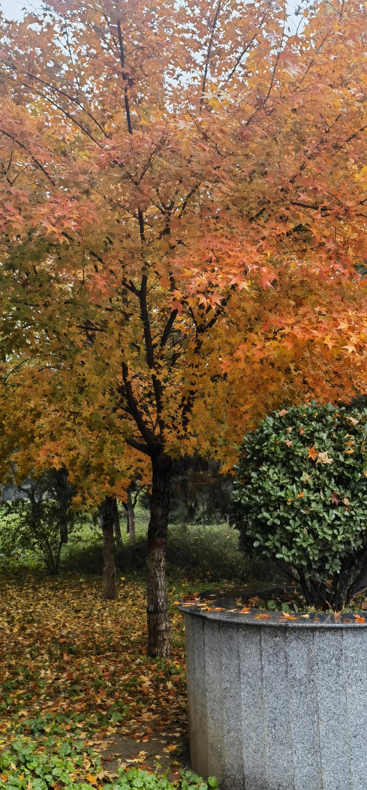 今天，秋雨蒙蒙。看了看日历，正好立冬。应该说是冬雨淅沥。例行到公园遛弯。