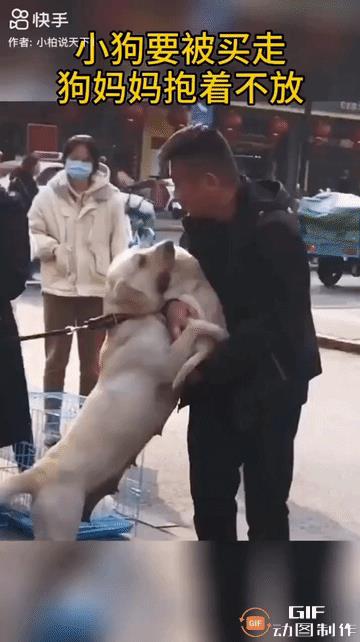 最后一只小狗被人买走，狗妈妈伤心地紧紧抱住小狗，不停亲吻舔舐，仿佛在祈求不要带走