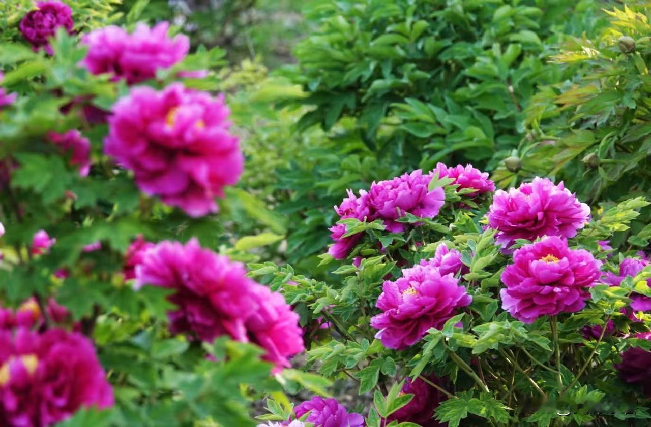 昨天傍晚，着着急急去迎泽公园牡丹园拍牡丹，没有想到这个时候牡丹园里还有那么多人。