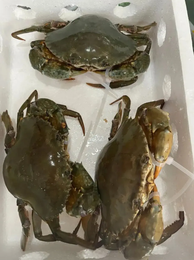 近期，温州乐清一位老人在家处理蝤蛑时，被蝤蛑腿刺伤左手，老人没有在意，只用创可贴