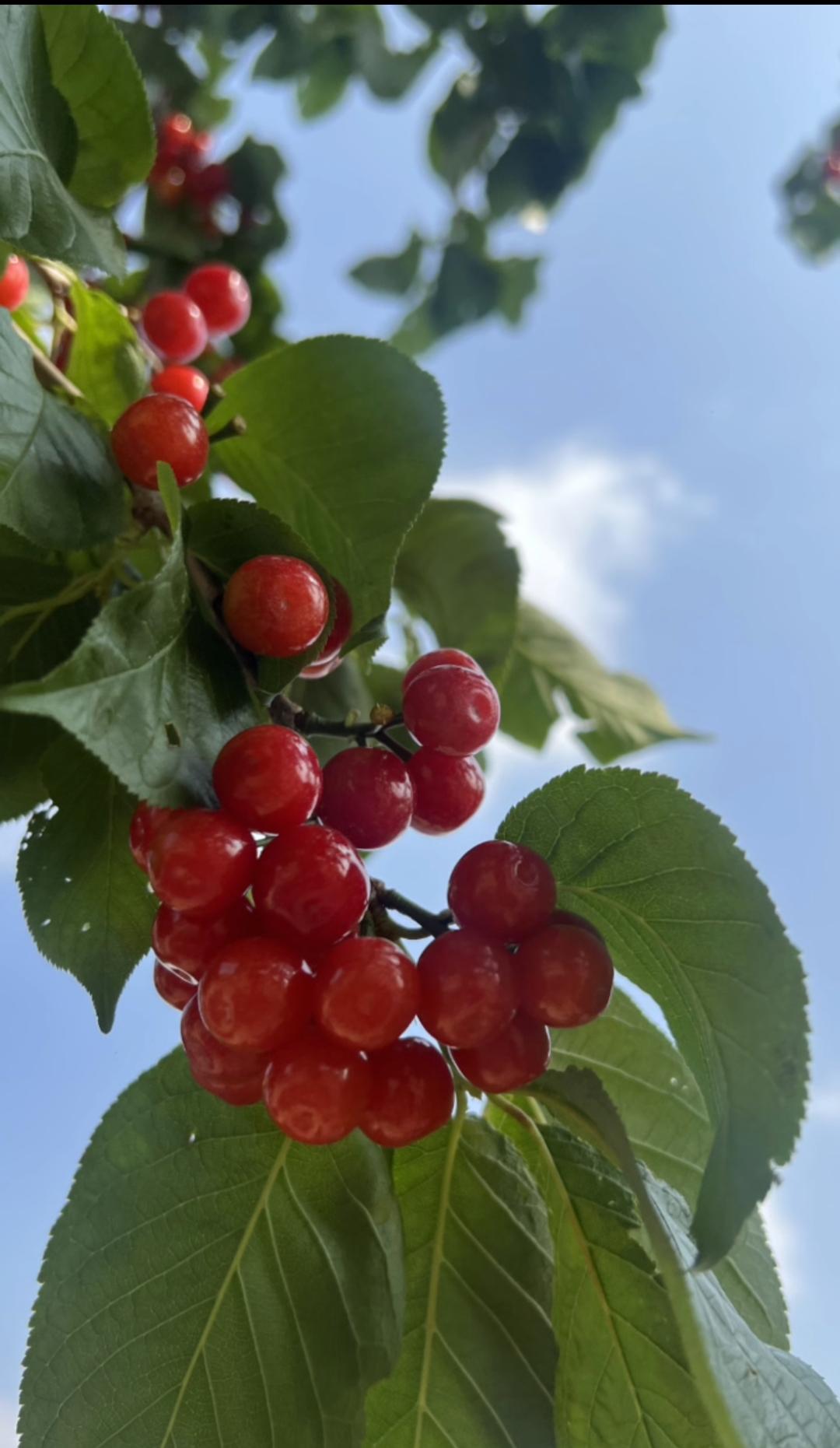 一棵棵樱桃熟了，绿油油的叶子映着一串串玛瑙般晶莹剔透的红樱桃，山间，田野，就连居