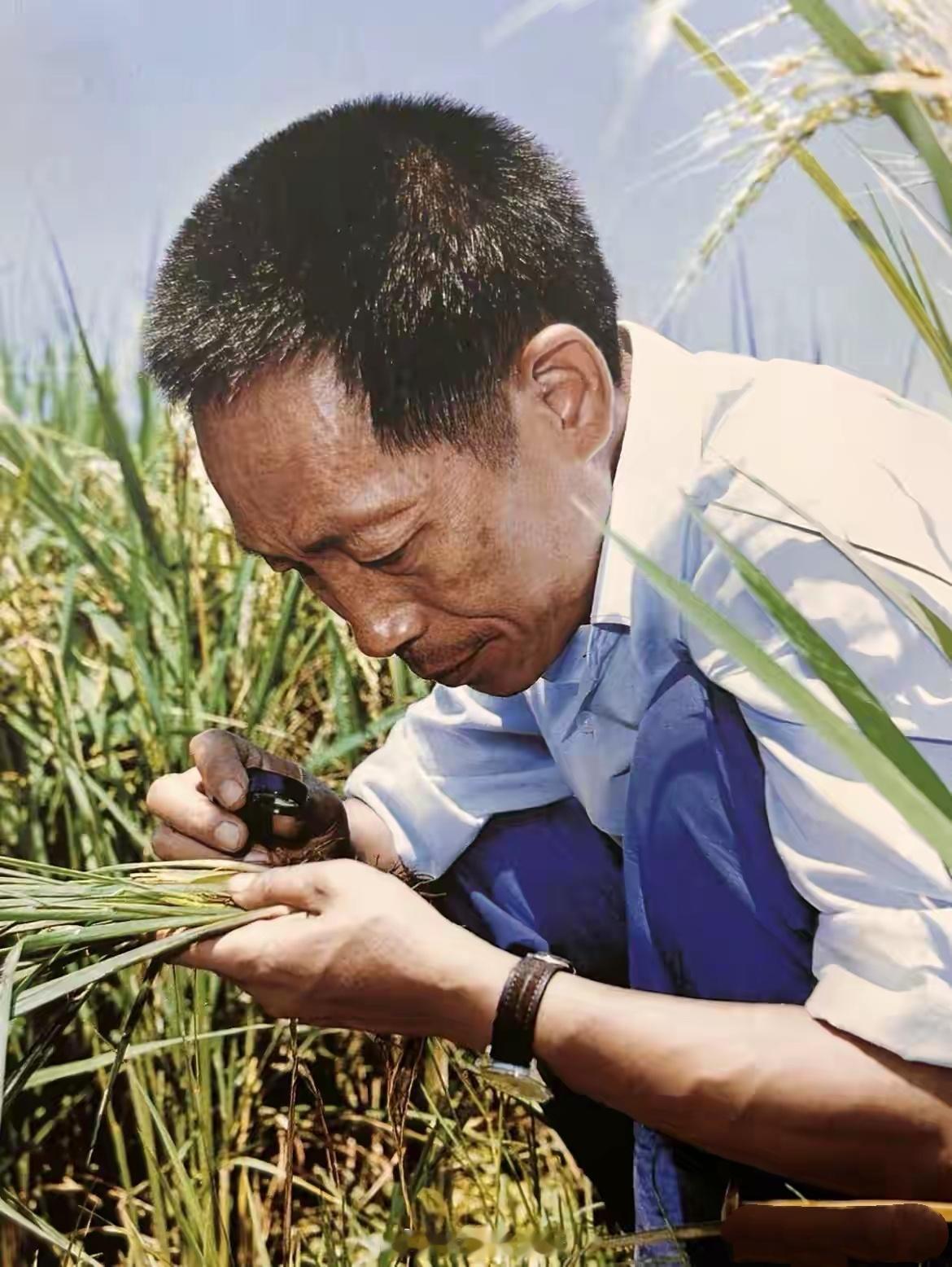 1976年，长沙。46岁的袁隆平，在观察水稻杂交后植株的长势。