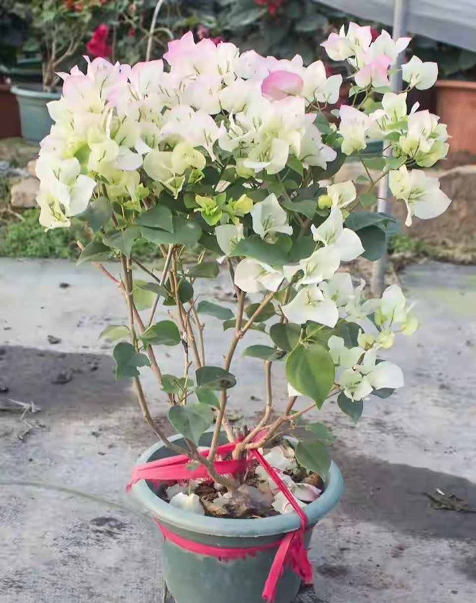 阳台封神！三角梅盆栽，花期开爆枝头，耐热耐晒超好养