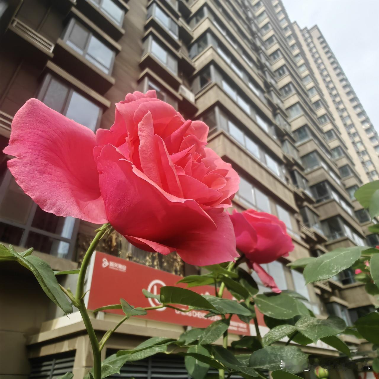 没规划就敢买房？20步流程帮你避坑，看完再下手不迟☞☞☞家人们，买房这事儿