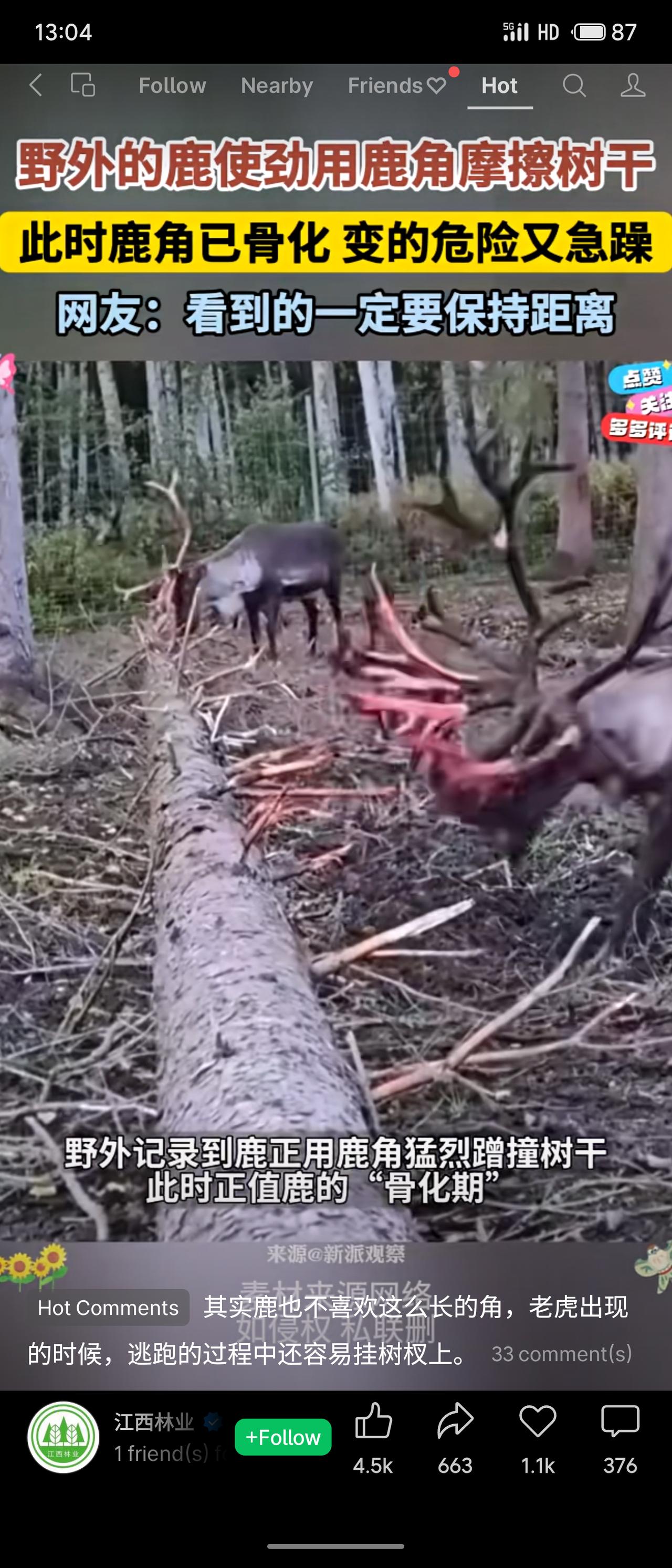 野外鹿进入鹿角骨化期，会用力摩擦树干，此时血管充盈、神经敏感，变得异常危险急躁。