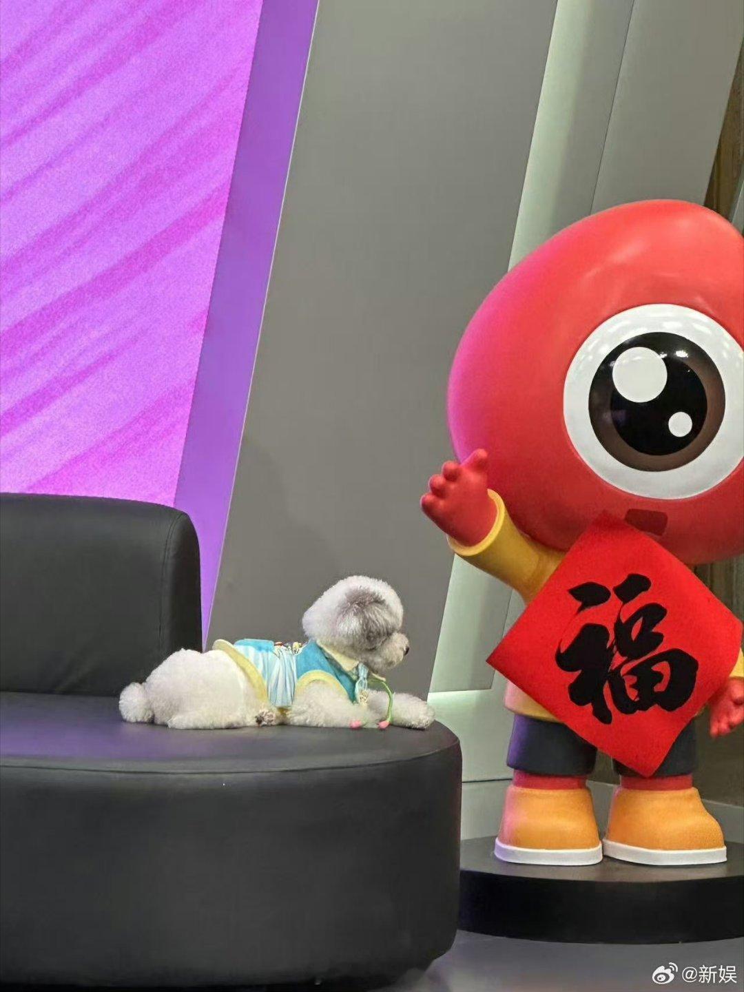 郁可唯新浪扫楼郁可唯携爱犬啾咕惊喜现身新浪，超萌狗子秒变社牛！吃饱犯困的啾咕晕碳