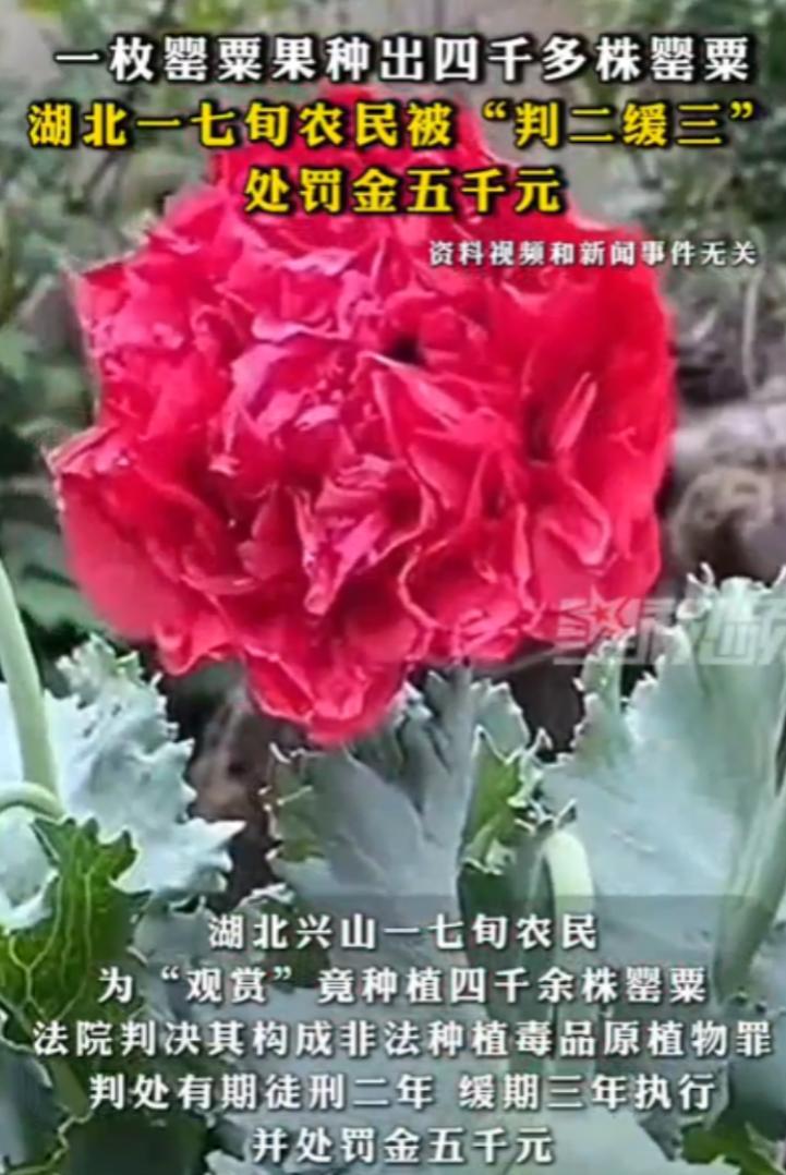 “胆子真大！”湖北宜昌，70岁老人在明知种植罂粟属于违法行为的前提下，还在家中种