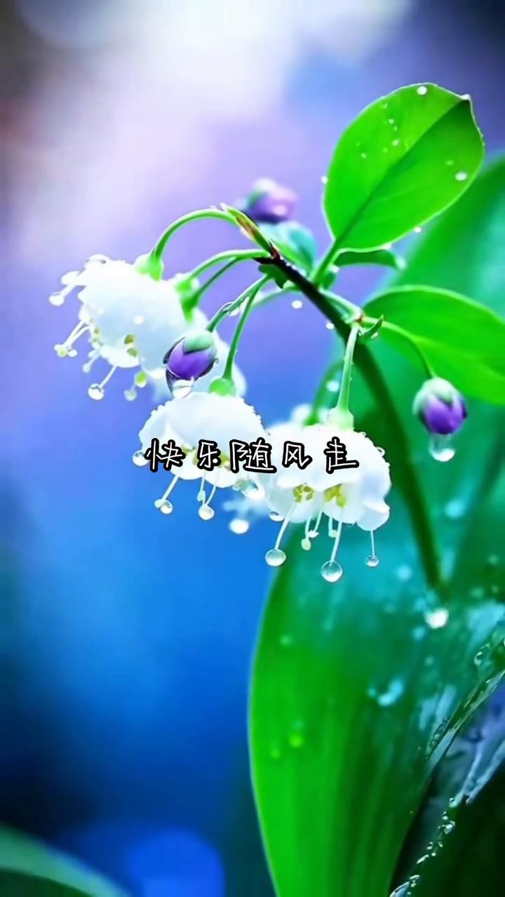 快乐随风走。