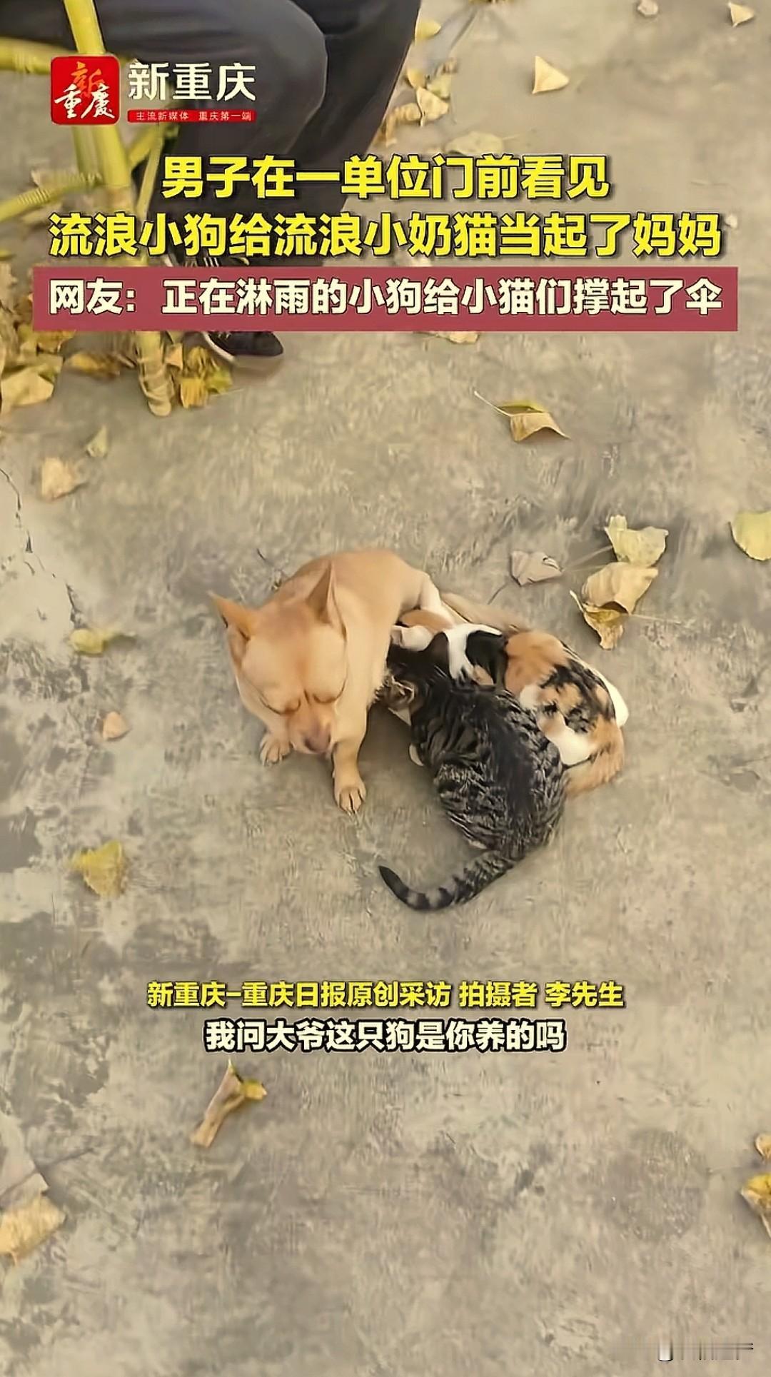 “太感人了！”河南，一男子在单位门口偶然撞见暖心又不可思议一幕：一只小狗正蹲坐在