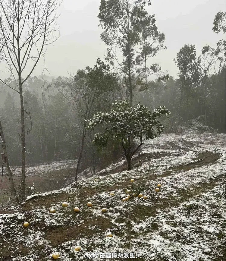 李子柒回归，有人说她拿柚子摆拍可我们四川农村就是这样的，柚子会掉满地没人吃