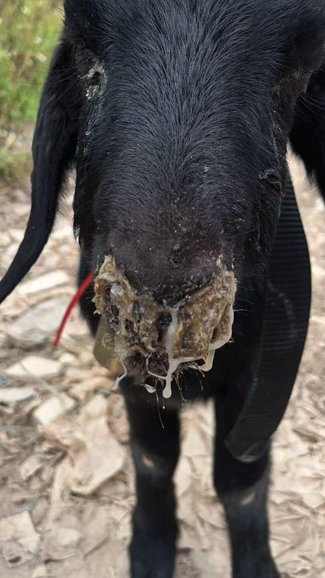 养羊人牛羊养殖农村养羊