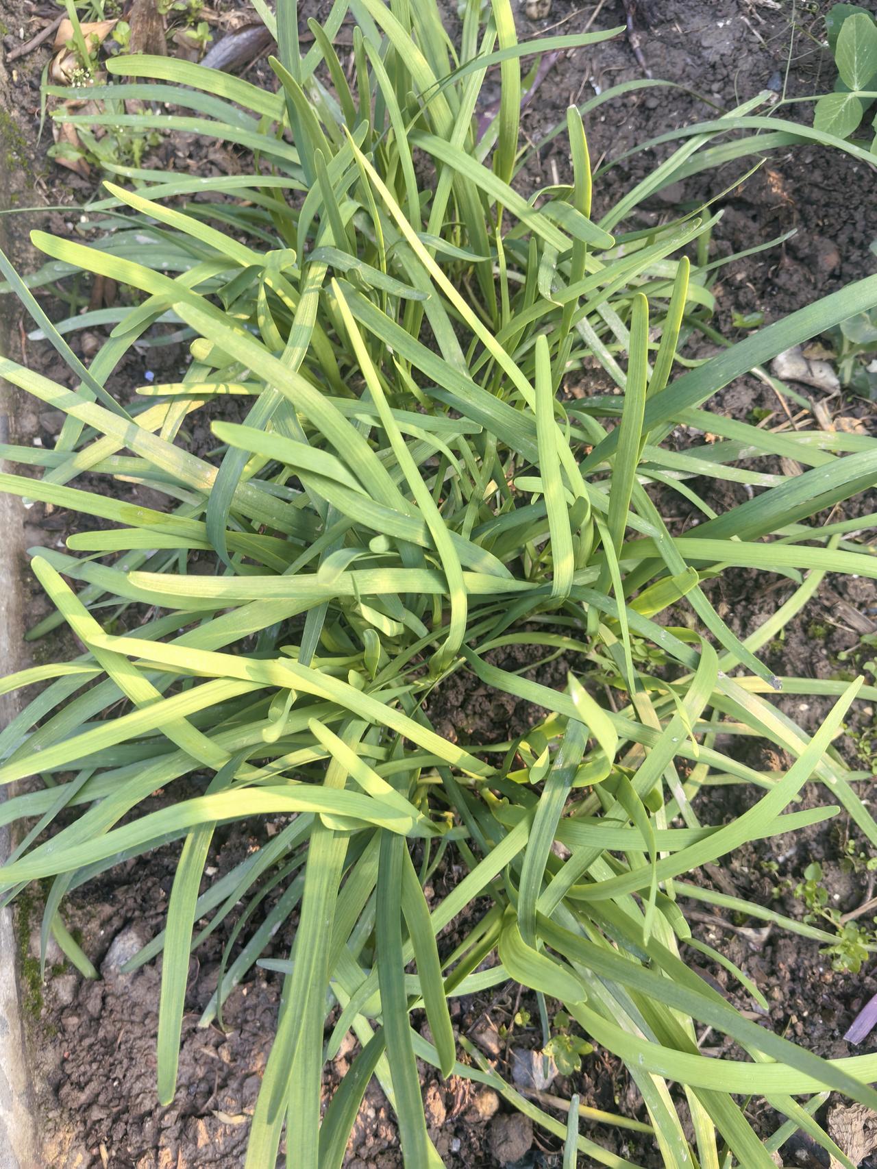 春天最鲜嫩的韭菜，做什么好呢？韭菜炒冬笋，异常鲜美可口。韭菜炒蛋，香。尤