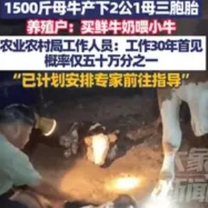 山东日照一个村民家里昨晚出奇迹了，一头重达1500斤的母牛半夜生崽，竟然一口气蹦