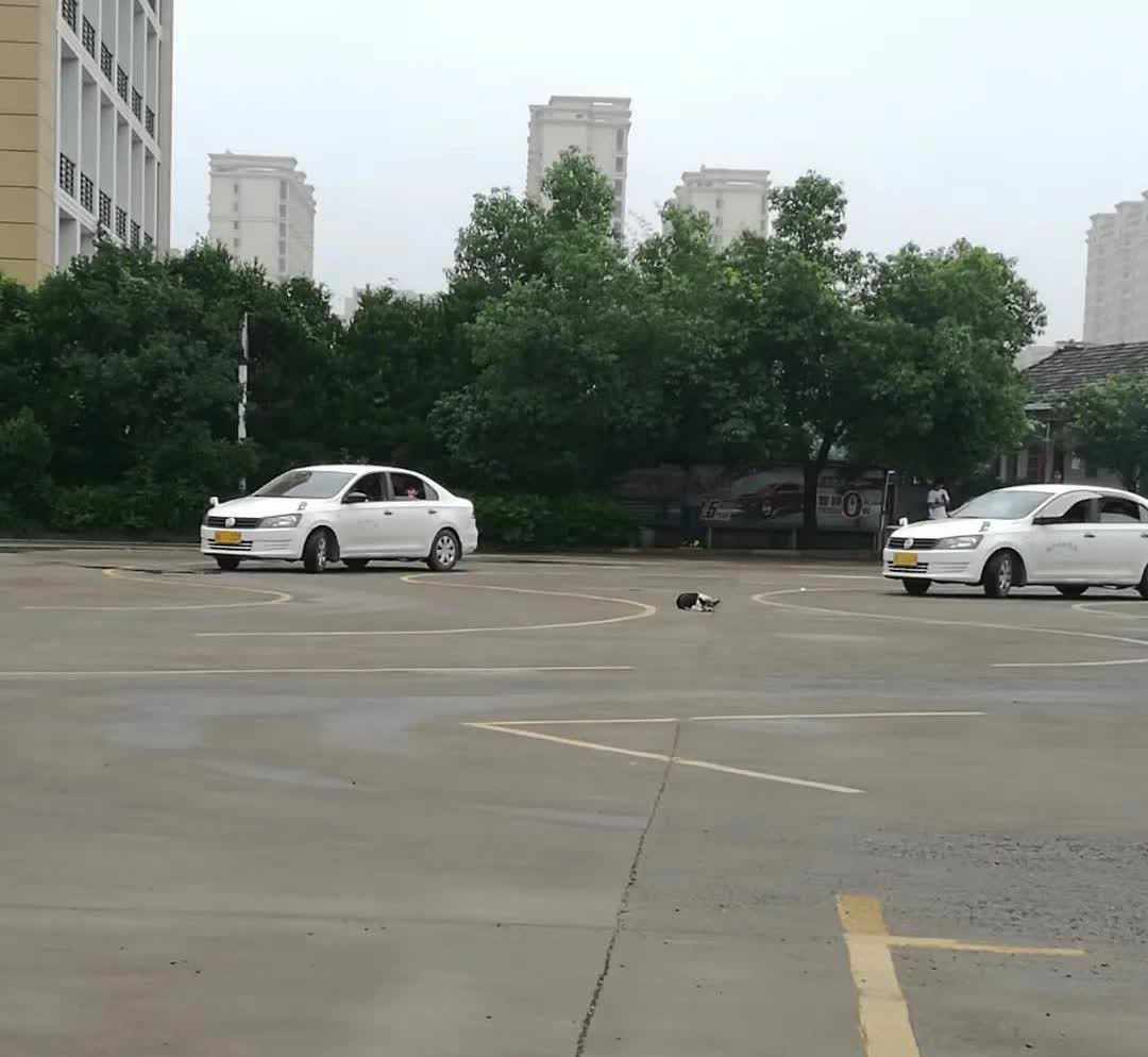 最近弟媳妇在学车，她科目二考了三次才过，科目三倒是一次就过了，跟我正好相反。