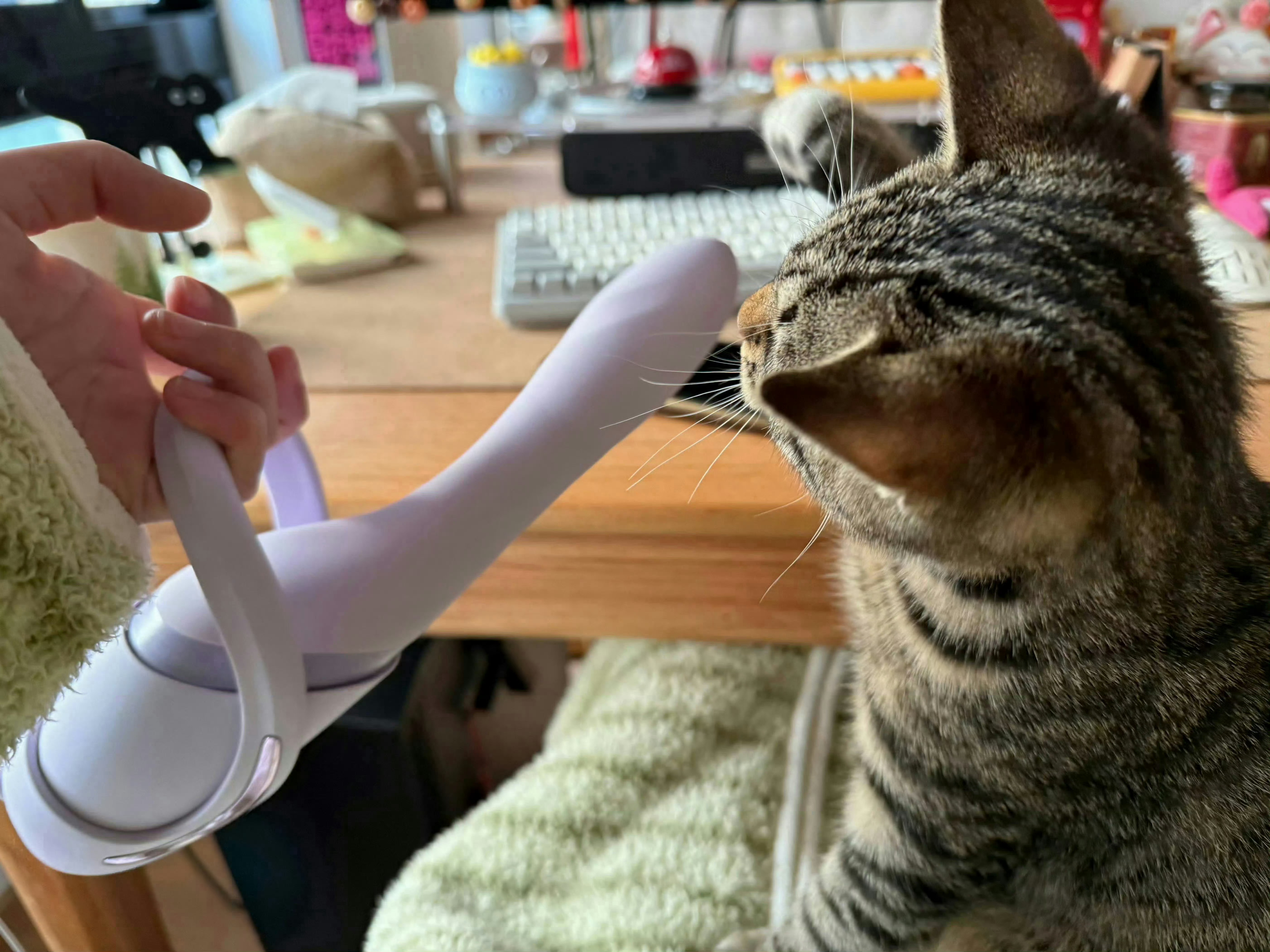 好好玩的逗猫棒​​​😘​​​