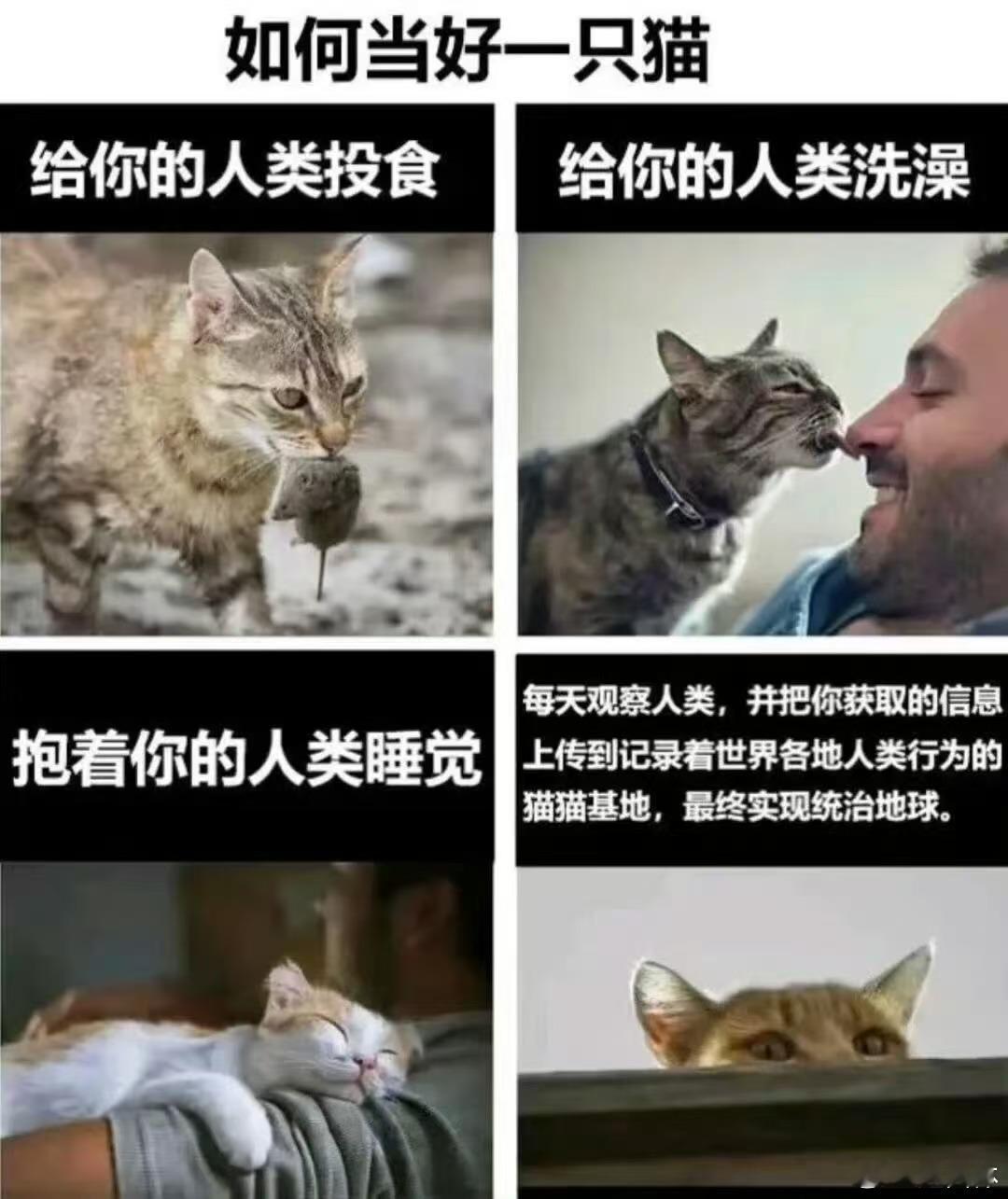 👁️memes迷译图