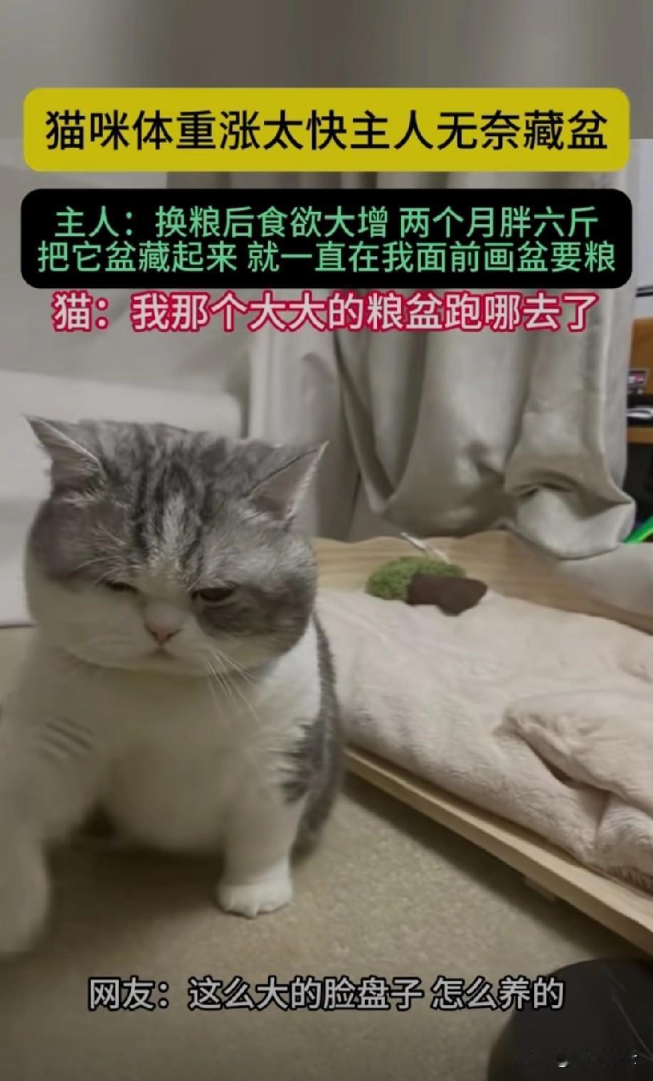 圆滚滚的好可爱想要一把抱怀里[比心]可爱