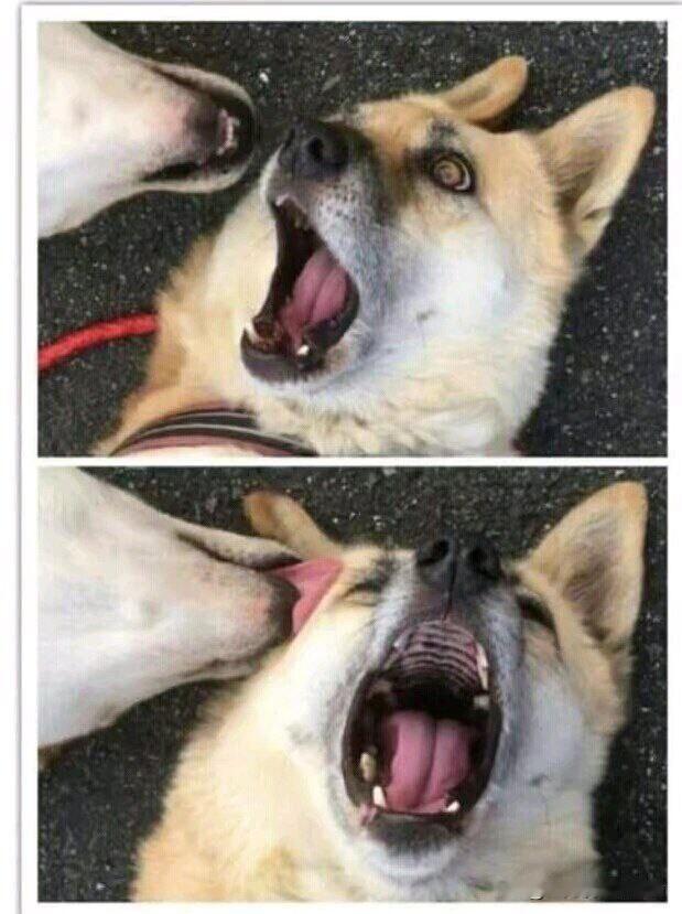 舔狗的恐怖