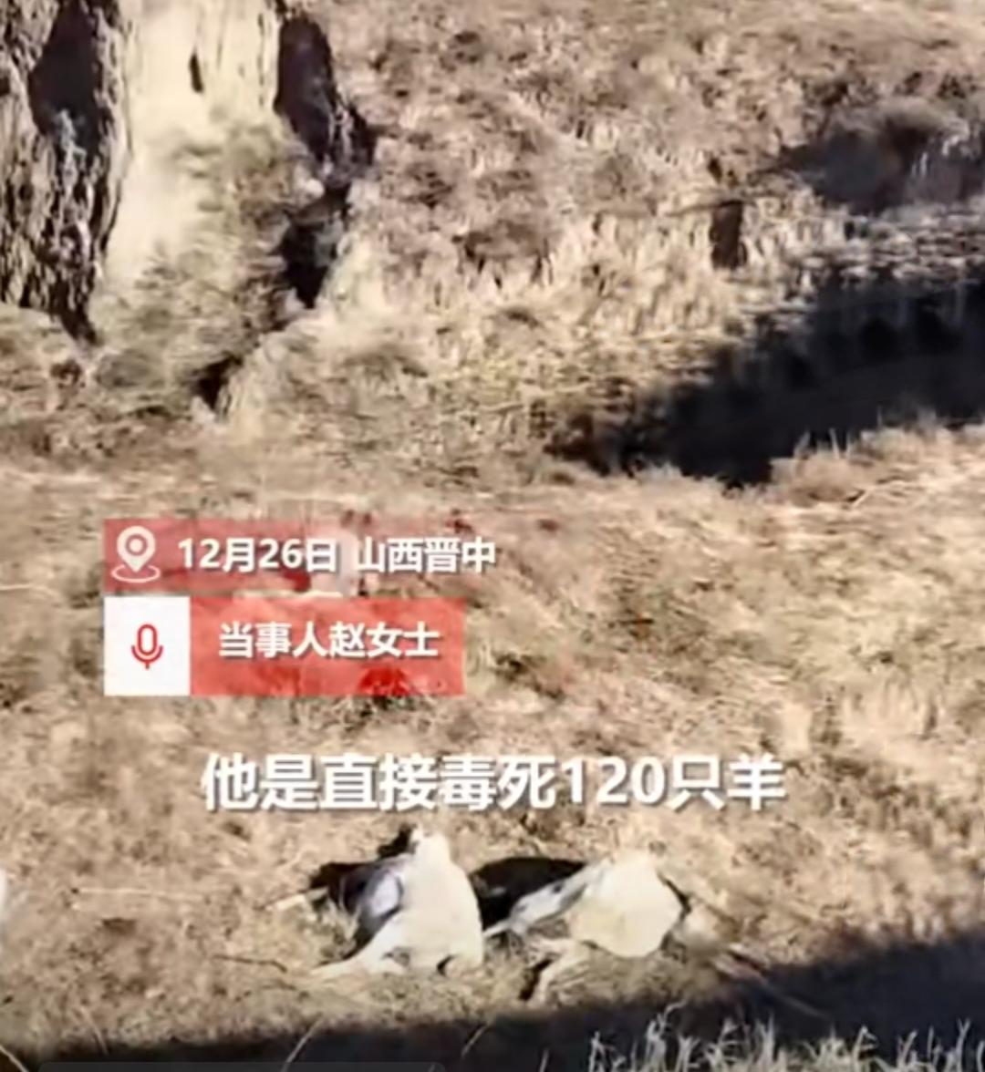 山西一养殖户的120只羊被村民毒死，凶手竟是父亲好友，之前还假装来安慰。山