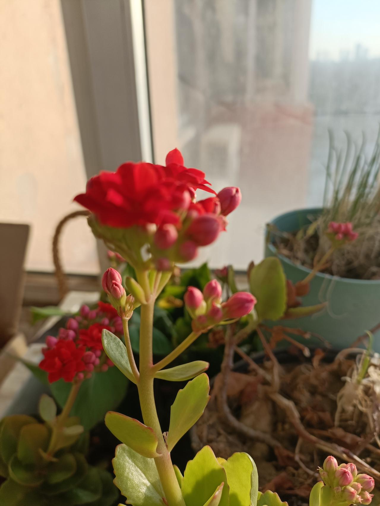 晒图笔记大赛我家阳台的长寿花已经开了十几年，年年开的很旺盛