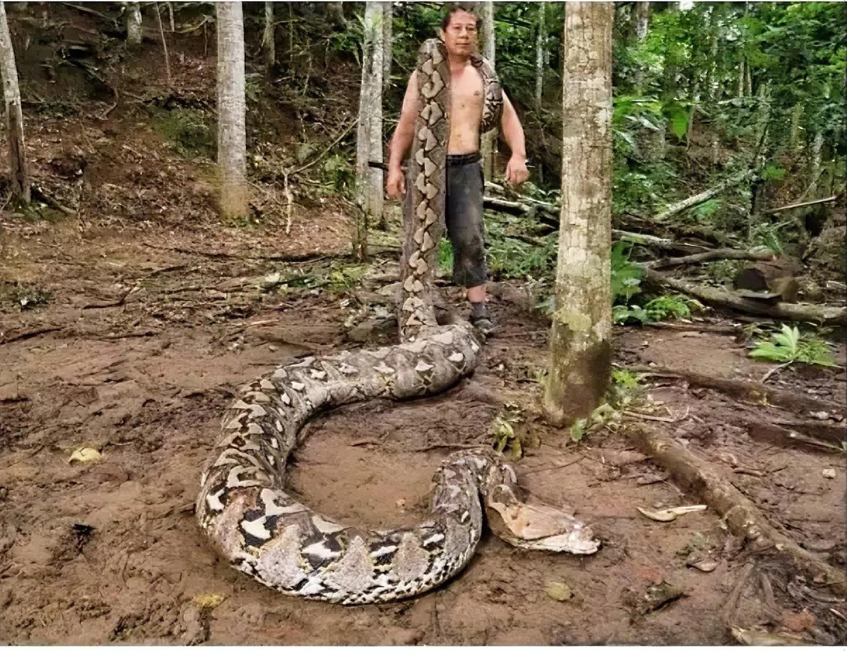 据美国国家地理杂志报道称，吉尼斯世界纪录认证为“世界上最长的野生蛇”，一条7米高