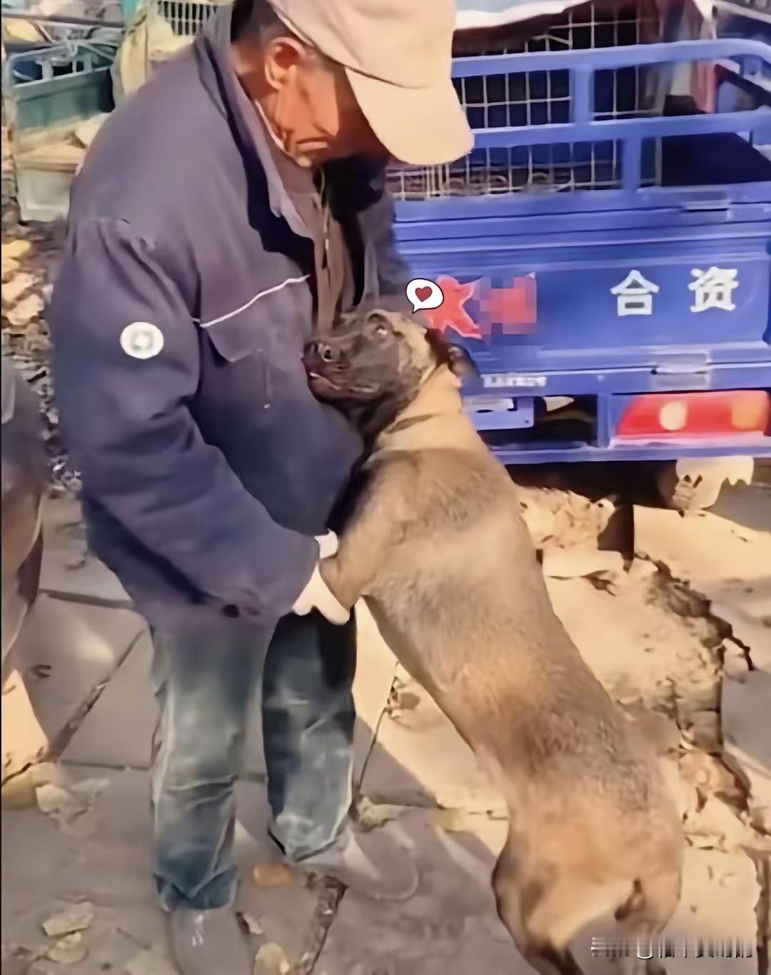 西北有个老人养了只牧羊犬，两年时间看护羊群没出过啥大问题。这日，因旱灾，