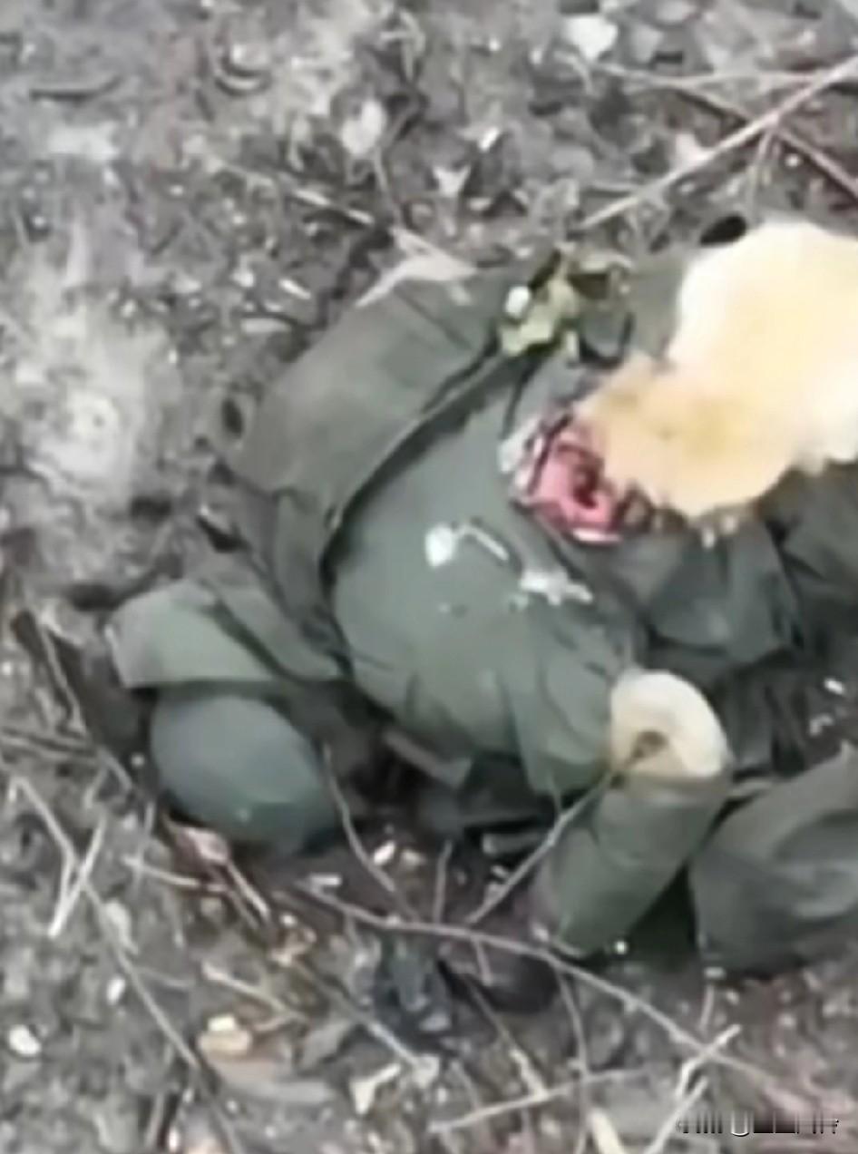 在乌克兰战场一只猫，正在啃食阵亡士兵的尸体，不管什么动物嗝屁了那就是一坨肉流浪