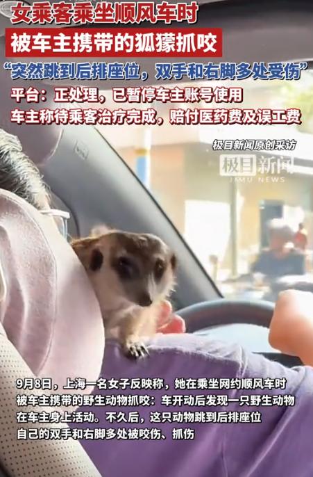 9月4日，上海，一女子打网约车，见女司机肩膀上蹲着一只野生动物狐獴，女子心有些害