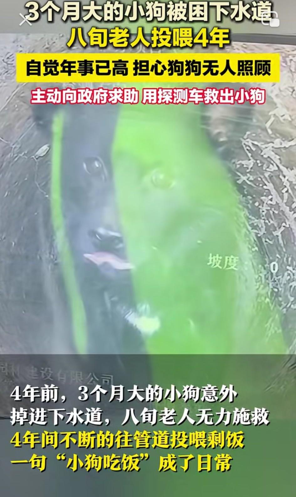 “破防！”谁能料到，地底困着一只小狗长达四年，八旬老人不离不弃，在一千四百多个日