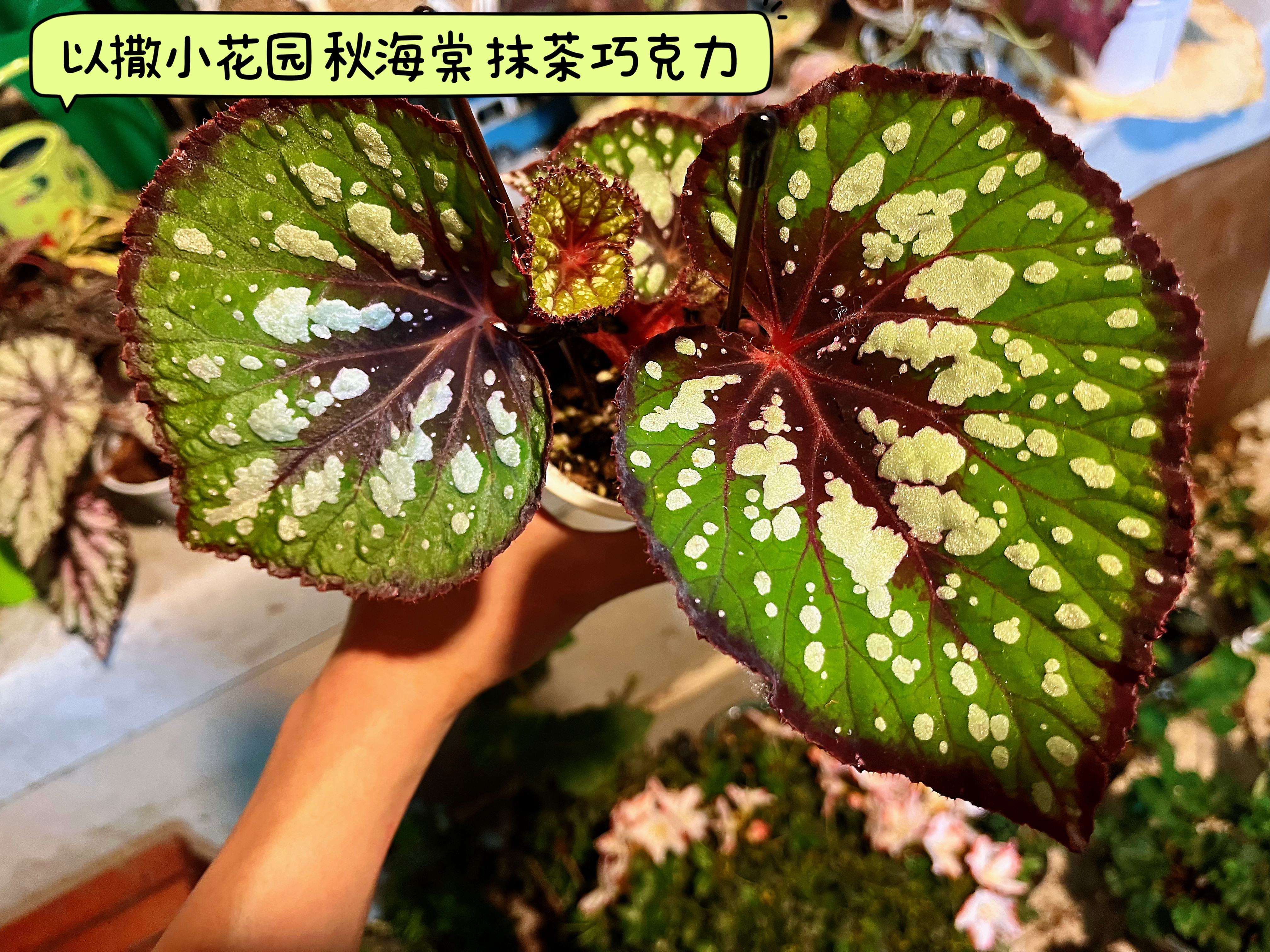 【秋海棠抹茶巧克力】这个是有版权的植物，所以价格会贵上去四五倍，但是考虑到喜欢