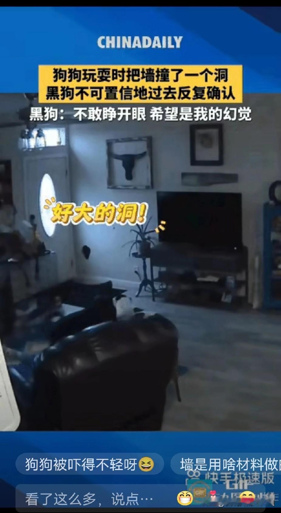 笑抽了！两只狗狗在客厅玩耍，玩得太投入了，黑狗一屁股撞到了墙上，把墙撞出了一个洞