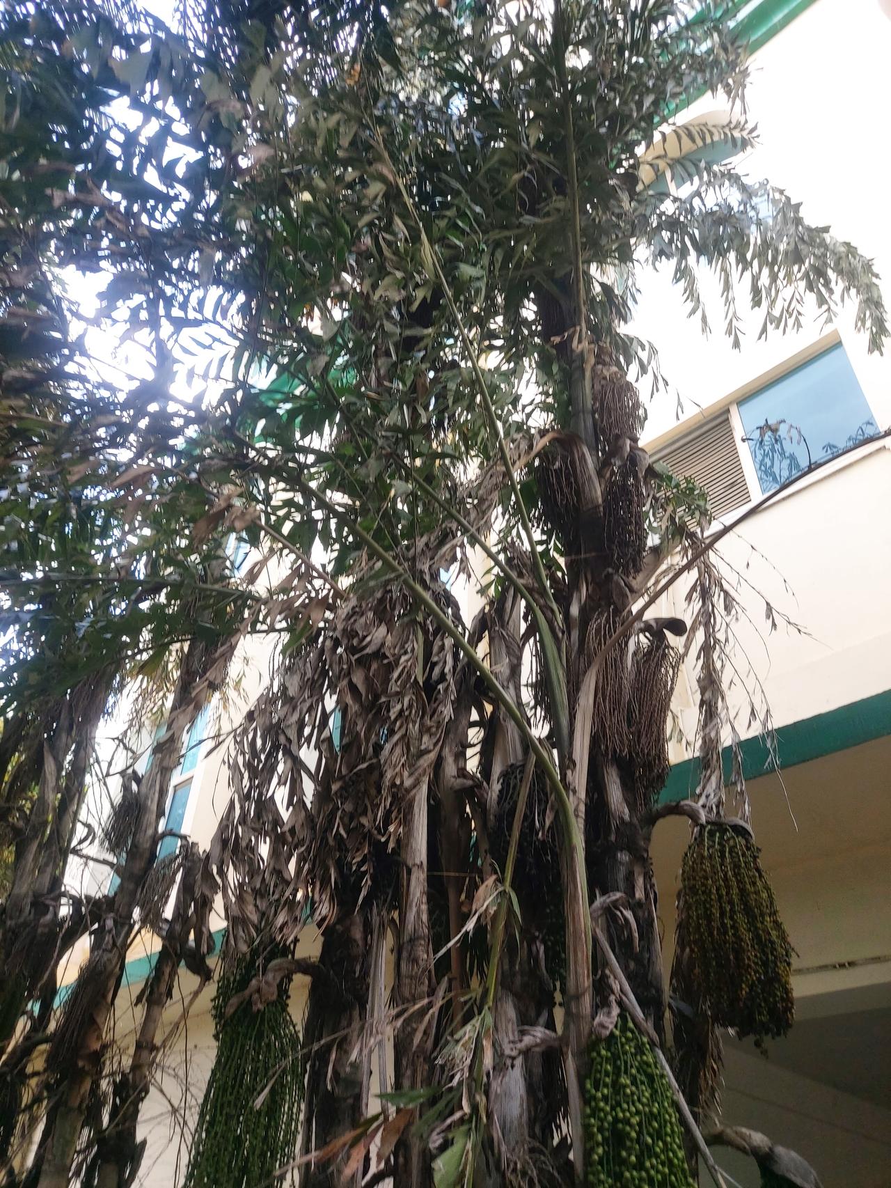 这是什么水果？能吃吗？