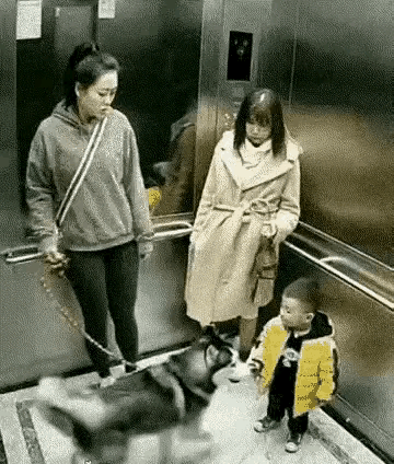电梯里恶狗扑向孩童，狗主人无动于衷，家长反应还迟钝，孩子被吓得够呛，这真让人气愤