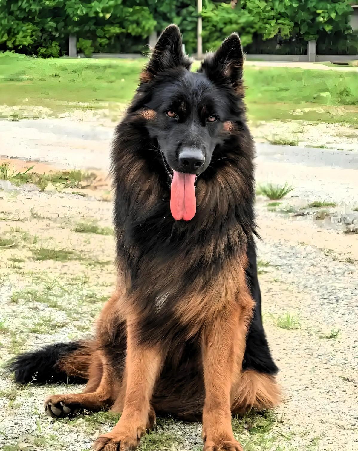 山东籍女子一家到云南旅游，在服务区休息时，60多岁老母亲出去溜达，突然被一只未拴