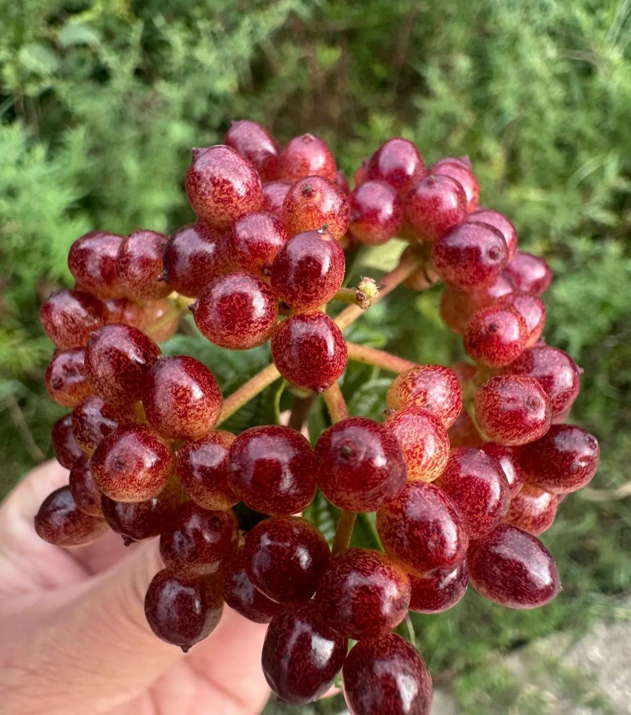 这个果子有没有朋友认识的？我们老家碎米果，也有叫糯米果的，吃起来酸酸甜甜还挺好吃