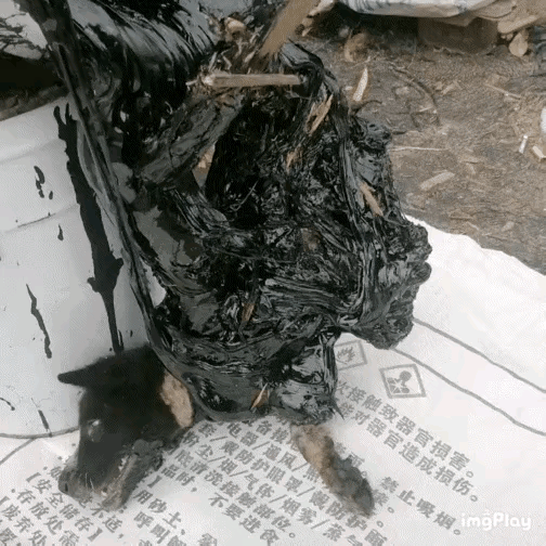 几个男人无聊就把流浪狗扔进了路边修路的沥青里，幸亏有人马上把它救了出来不然估计就