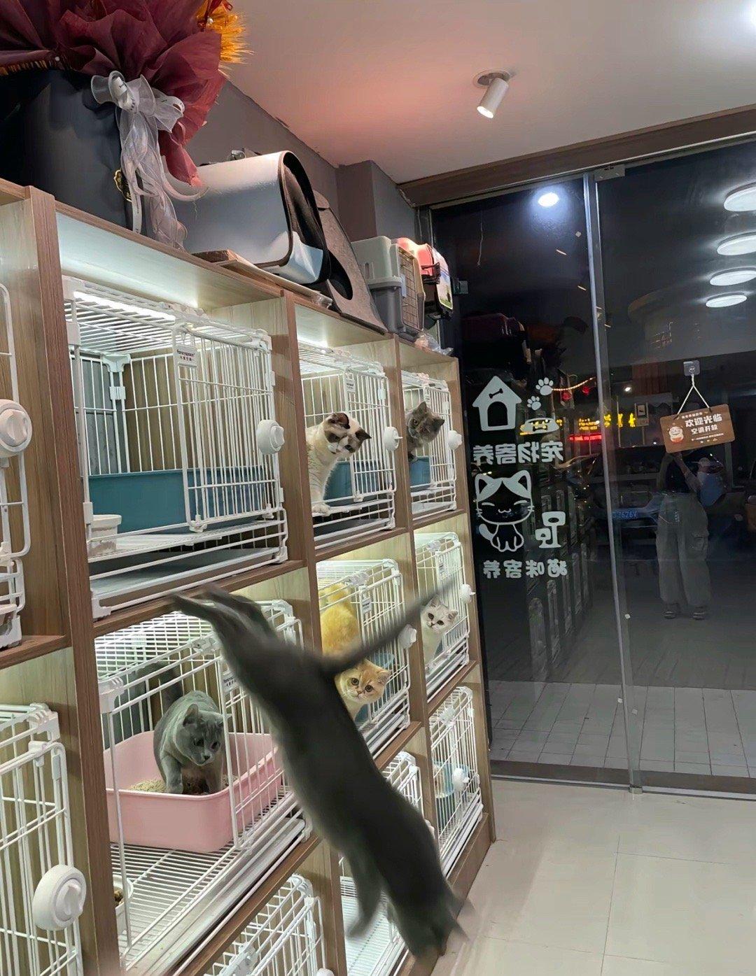 蓝猫越狱摔断腿时，其他六只猫：？？？？？？