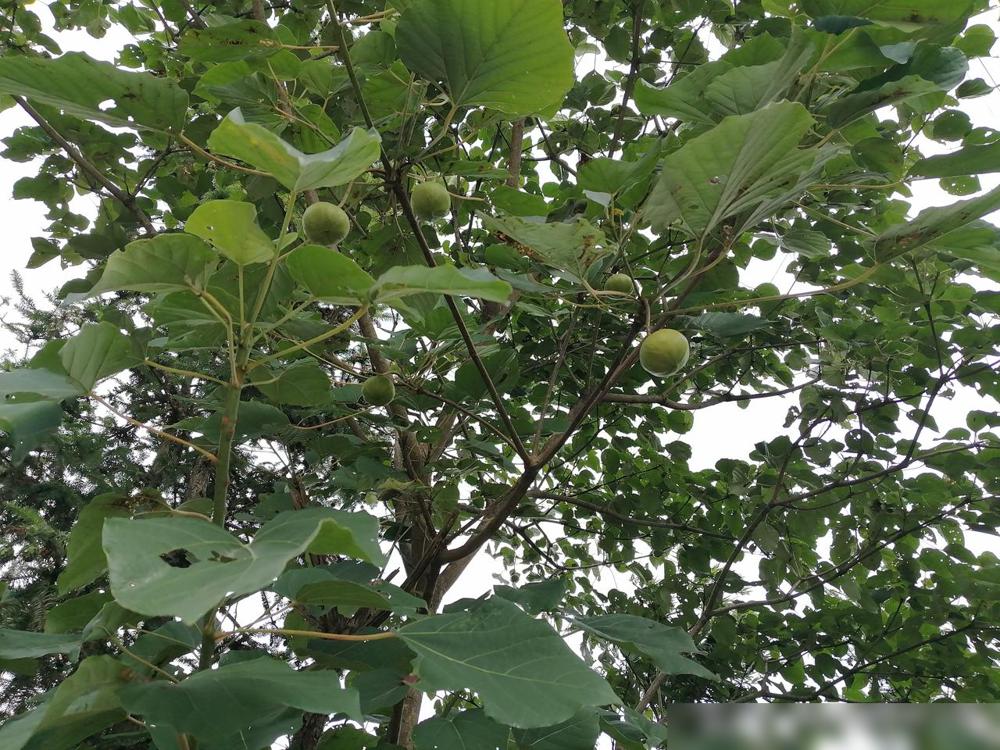 大姐这几天像疯了似的给我打电话发微信，说她不想和她儿子儿媳一家一起生活了，现在想