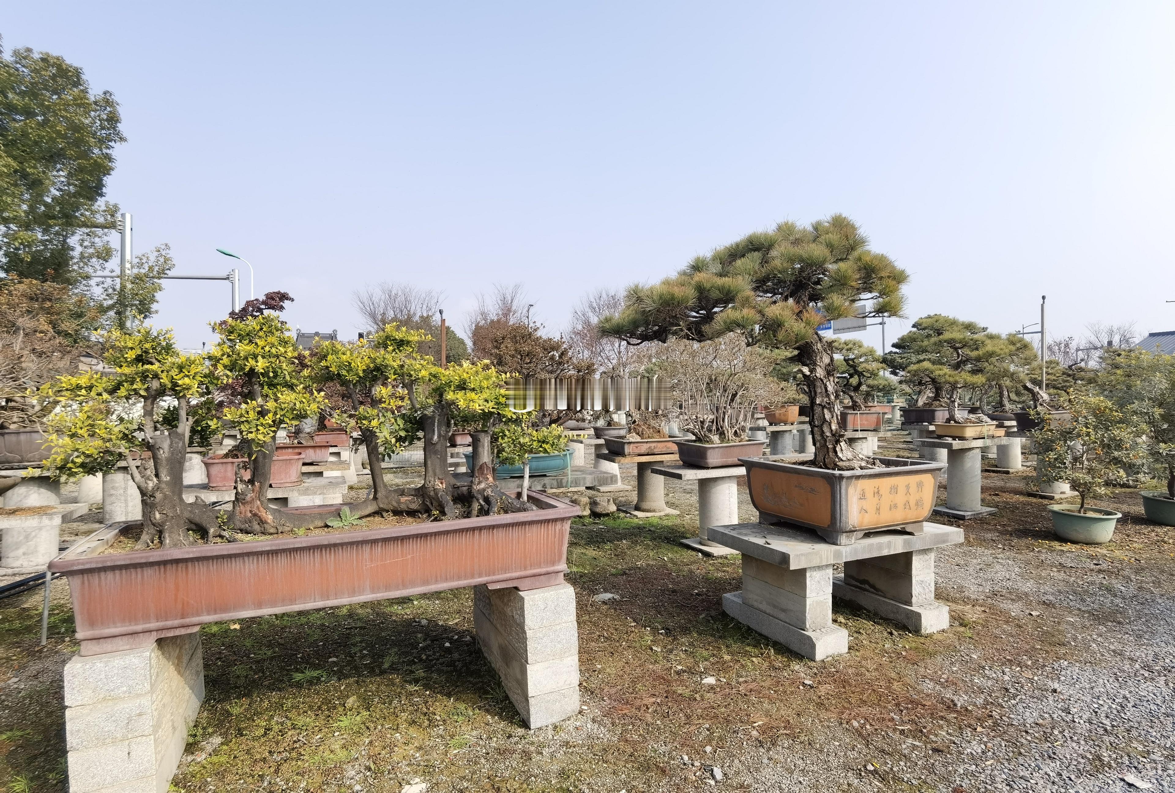 绍兴南村盆景园绍兴·黄酒小镇