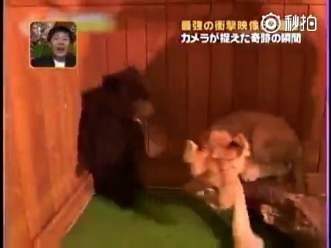 胆小勿入_胆小的熊