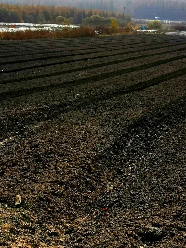 我国不同地区农田的玉米亩产量差异显著，核心受土壤肥力、气候条件和种植技术影响。